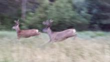 Deer Running